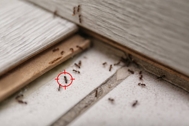 Best Emergency Pest Control  in Robertsville, NJ